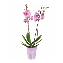 Phalaenopsis em Vaso