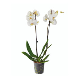 Phalaenopsis 2 Hastes V12