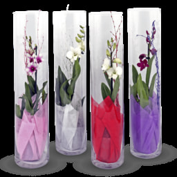 GARDEN FEELINGS® Orquídeas em Tubo de Vidro