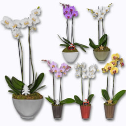 Orquídeas em Vidro