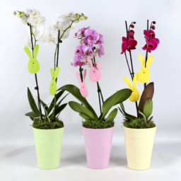 GARDEN FEELINGS® Orquídea Premium