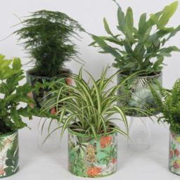 GARDENLINE® Plantas Sortidas em Vaso Decorativo