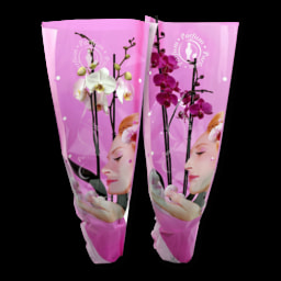GARDEN FEELINGS® Orquídea Perfumada