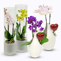 Orquídea em Vaso de Vidro