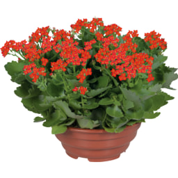 Plantas Variadas com Flor XL