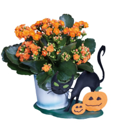 Kalanchoe em Vaso Halloween