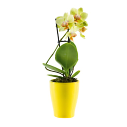 Phalaenopsis Mini em vaso