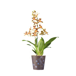 Orquídea de Natal V9