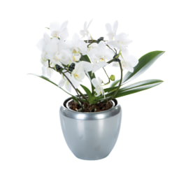Phalaenopsis Arco V13