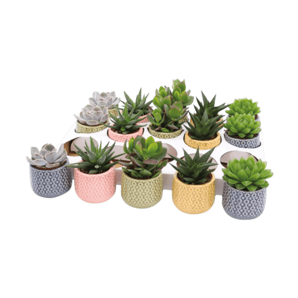 Suculentas com Vaso de Cerâmica