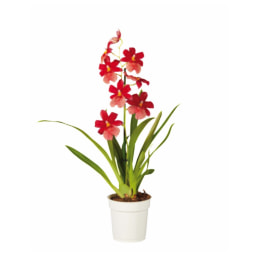 Orquídea V12