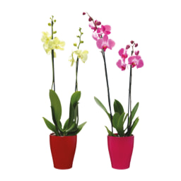 GARDENLINE® - Phalaenopsis em Vaso de Cerâmica