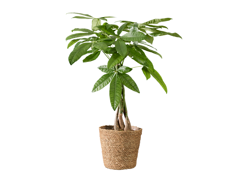 Pachira Money Tree Vaso 17