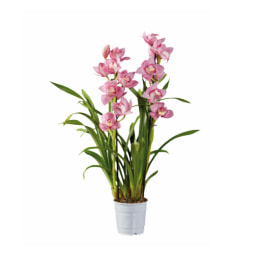 Orquídea Premium v12
