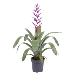 GARDENLINE® - Achamea Azul e Rosa