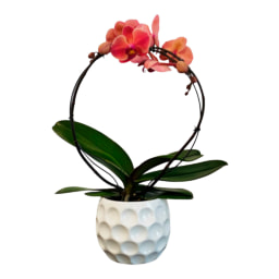 Phalaenopsis em Vaso de Cerâmica