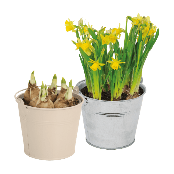 Bolbos em Vaso de Zinco