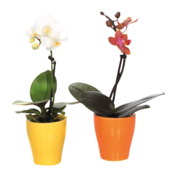 GARDENLINE® Mini Phalaenopsis