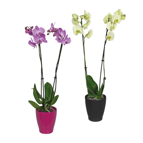 GARDENLINE® - Phalaenopsis 2 Hastes em Vaso Cerâmico