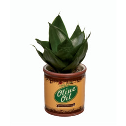 Plantas Variadas Vaso 6
