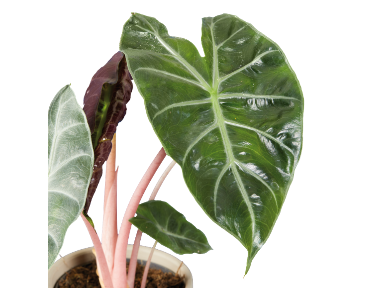 Mix Alocasia