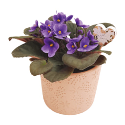 GARDENLINE® - Saintpaulia em Vaso de Cerâmica para o Dia da Mãe