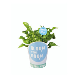 Mix 'Bloom your Room'