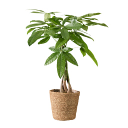 Pachira Money Tree Vaso 17