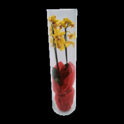 GARDENLINE® Orquídeas em Tubo de Vidro