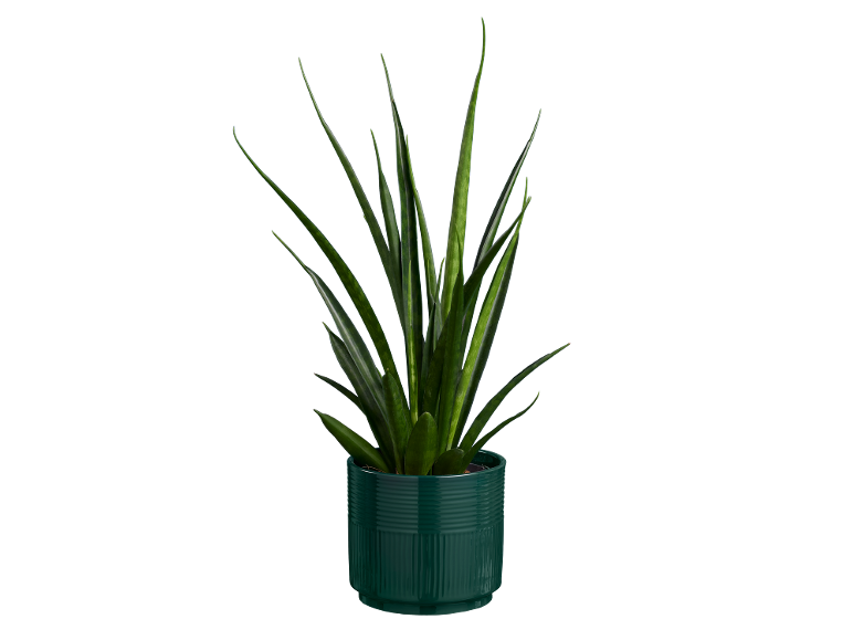 Sansevieria Cerâmica Vaso 12