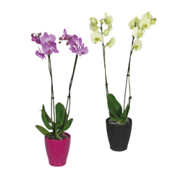 GARDENLINE® - Phalaenopsis 2 Hastes em Vaso Cerâmico