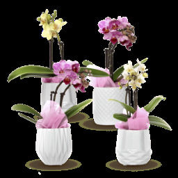 GARDENLINE® Mini Phalaenopsis São Valentim