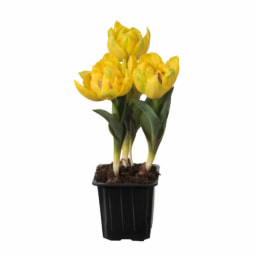 Tulipa "Yellow Baby"