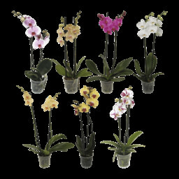 GARDENLINE® Phalaenopsis com Duas Hastes