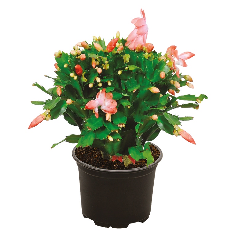 GARDENLINE® - Cacto de Natal