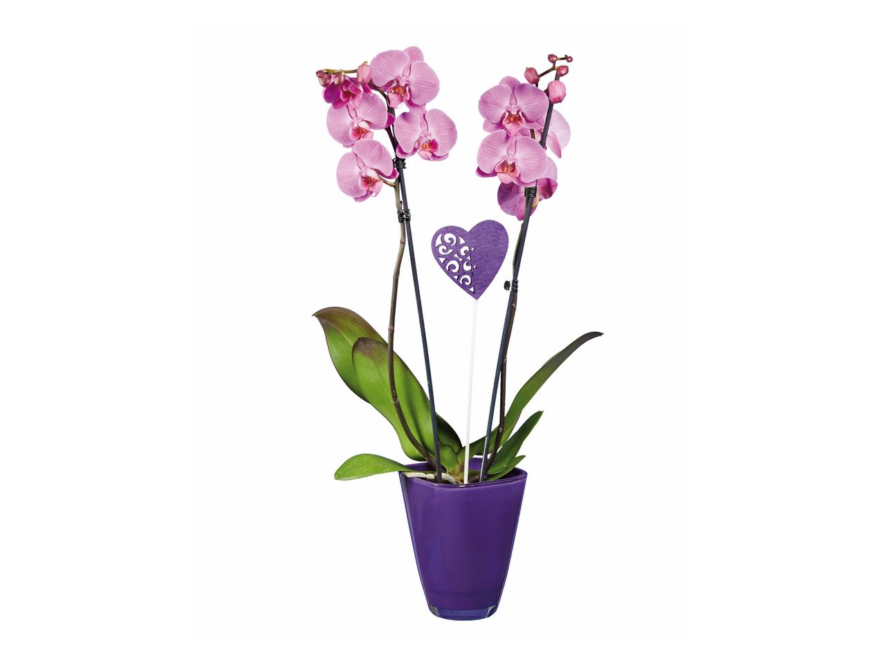 Orquídea Cerâmica Vaso 12