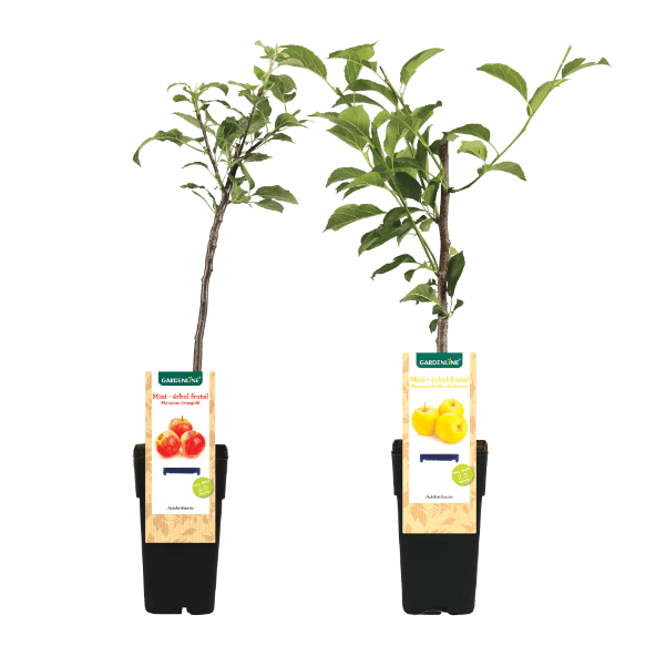 GARDENLINE® - Árvore Mini de Fruto