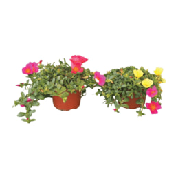 Portulaca Nacional