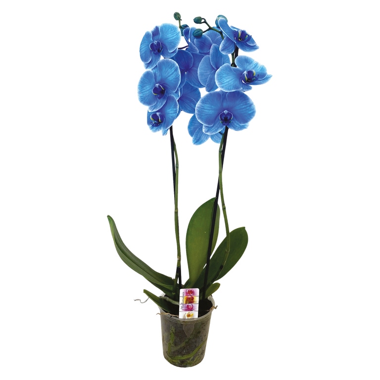 GARDENLINE® - Phalaneopsis Azul
