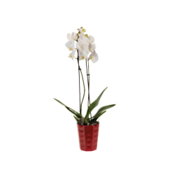 Orquídea de Natal V12