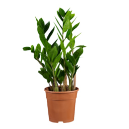 Zamioculca