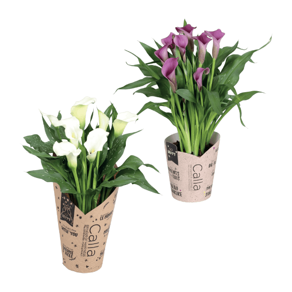 GARDENLINE® - Zantedeschia