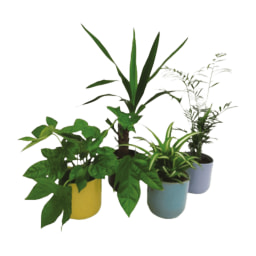 GARDENLINE® - Plantas Decorativas