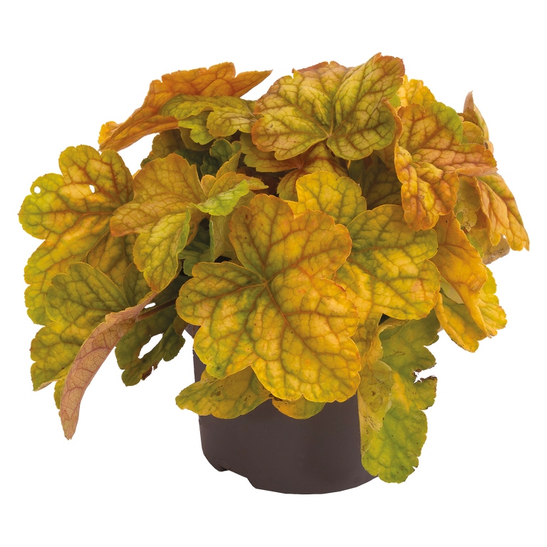 GARDENLINE® - Heuchera