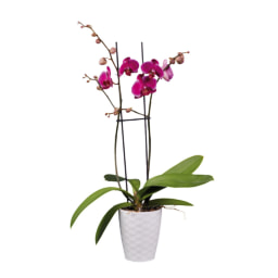 Phalaenopsis Dia da Mãe V12