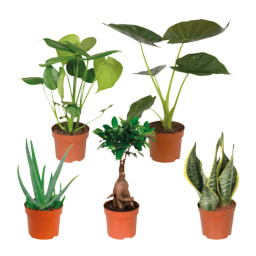 GARDENLINE® Plantas Verdes Premium