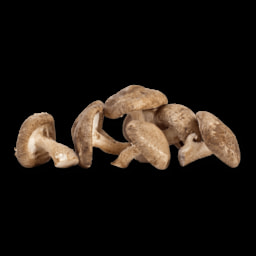 Cogumelos Shiitake Biológicos