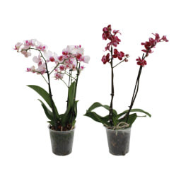 GARDENLINE® Orquídea Multiflor
