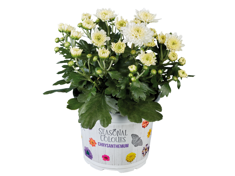 Crisântemo Multiflora