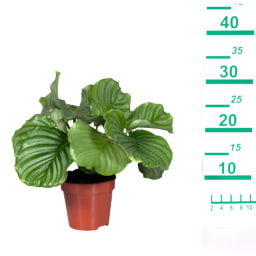 Calathea Mix